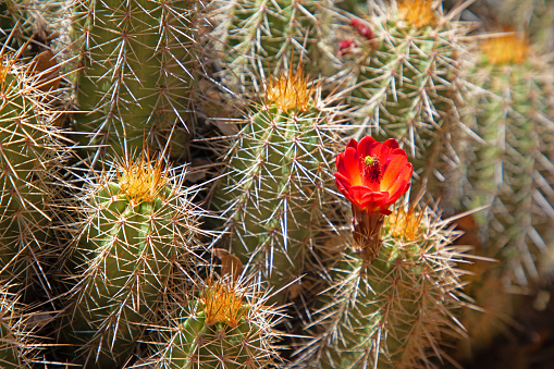 hedgehog cactus with flower, Sedona AZ