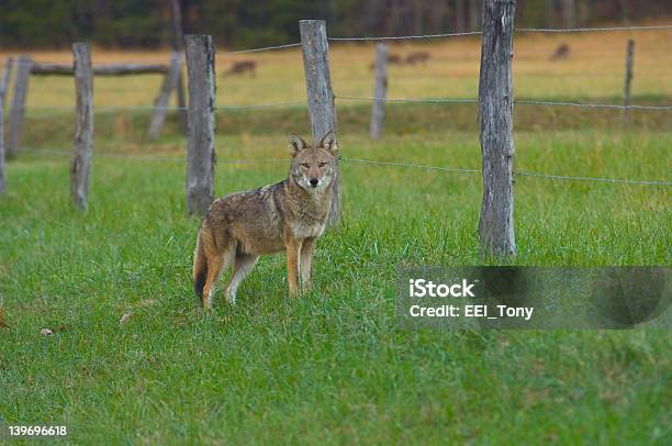 Coyote Pé Perto De Uma Vedação - Fotografias de stock e mais imagens de Coiote - Coiote, Quinta, Ao Ar Livre