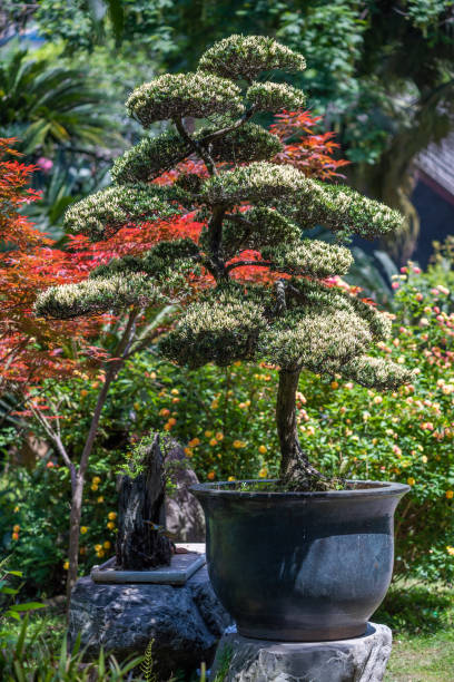 istock Bonsai tree in a park in China 1396966452