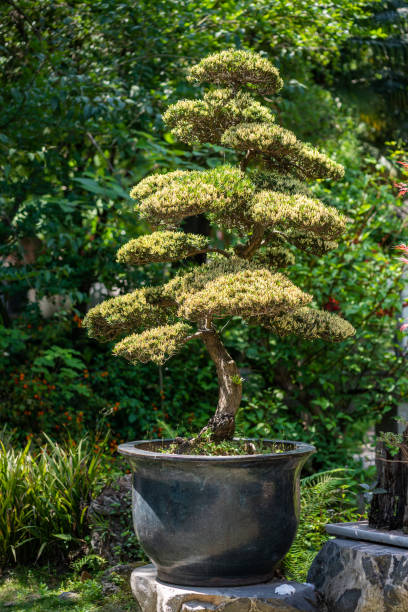istock Bonsai tree in a park in China 1396966461