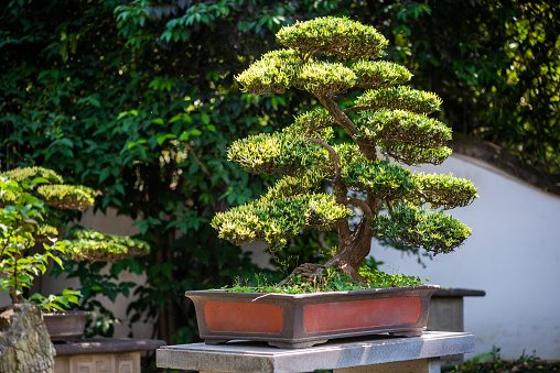 Stock photo showing an outdoor shot of a purple Japanese barberry (Berberis thunbergii 'Atropurpureum') bonsai tree isolated against a garden background in the sunshine. This bonsai had been trained into a moyogi (informal upright) style.