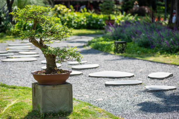 Bonsai tree in a park in China stock photo