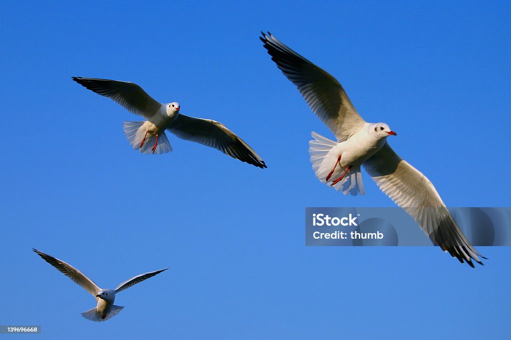 폄 귀하의 윙즈 - 로열티 프리 새의 브이-형태로 날기 스톡 사진