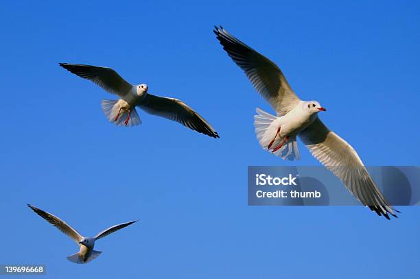 폄 귀하의 윙즈 새의 브이-형태로 날기에 대한 스톡 사진 및 기타 이미지 - 새의 브이-형태로 날기, 컷아웃, 0명