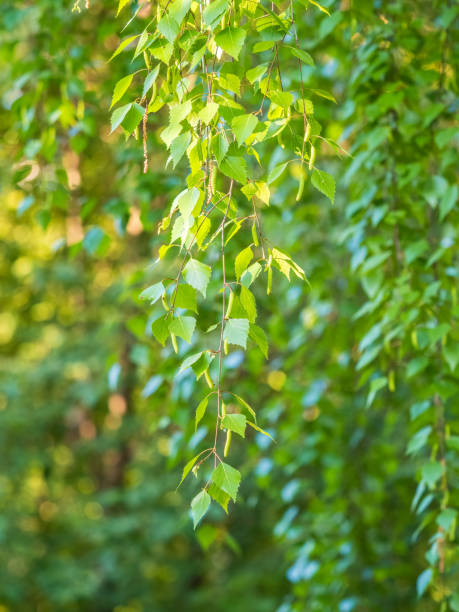 istock Birch branches with fresh green leaves and seeds. Birch tree branch, Betula pendula. 1396969300