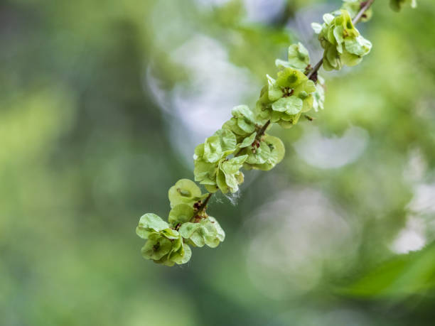 samaras, fruits ailés contenant des graines d’un orme des champs européen, ulmus minor. l’orme fleurit sur un grand arbre à feuilles caduques qui a généralement des feuilles rugueuses et dentées - maple green maple keys tree photos et images de collection