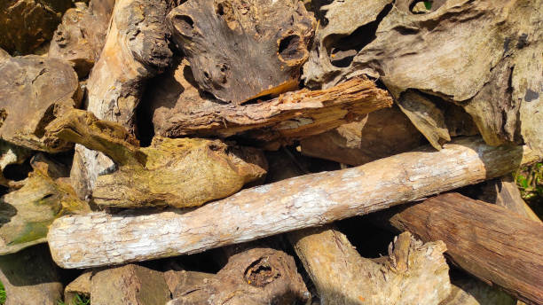 istock Dried tree roots - stock photo 1396969420