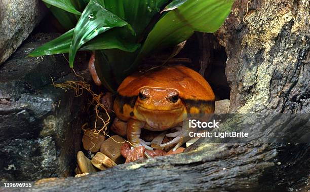 Rana Pomodoro Rosso - Fotografie stock e altre immagini di Anfibio - Anfibio, Animale, Animale in cattività