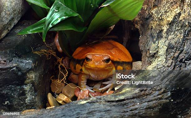 Vermelho Rãtomate - Fotografias de stock e mais imagens de Anfíbio - Anfíbio, Animal, Animal Cativo