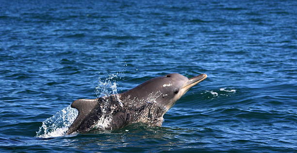 горбатый дельфин поверхностей - dolphin porpoise mammal sea стоковые фото и изображения