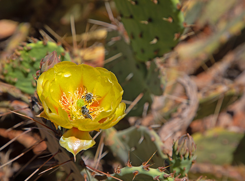 prickly pear cactus flower with bee