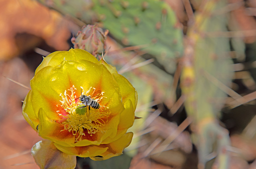 Prickly pear cactus blooms in southern Utah.