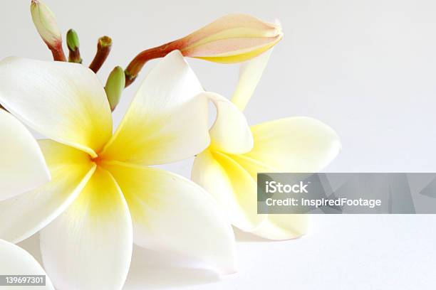 Frangipani Bud Stock Photo - Download Image Now - Bud, Copy Space, Cut Out