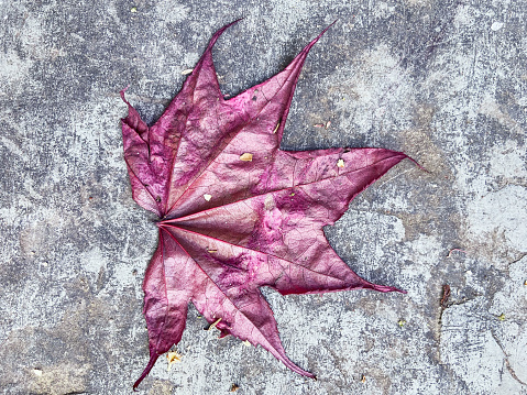 Close-up of leaf against concrete
