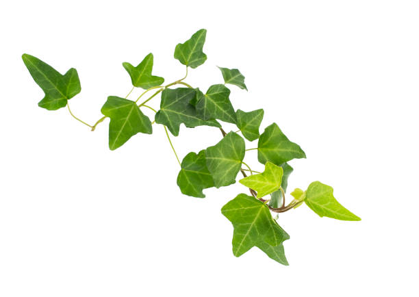 istock ivy leaves isolated on white 1396973481