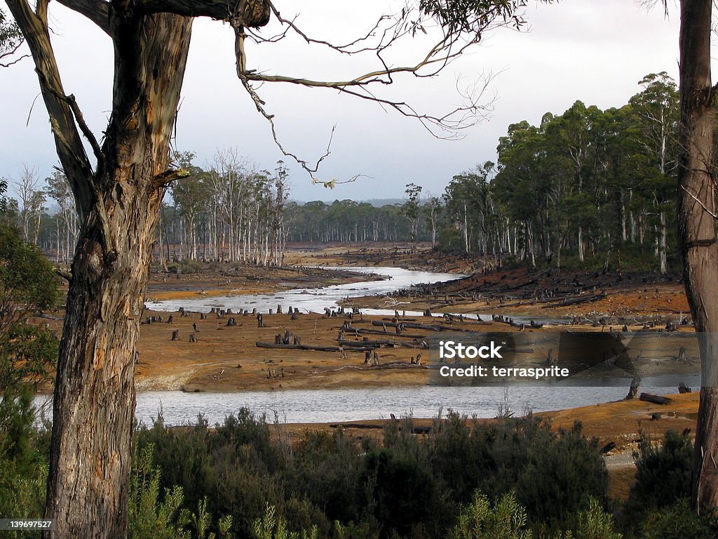 에코 공공기물 태즈매니아 forests3 - 로열티 프리 산림 벌채 스톡 사진