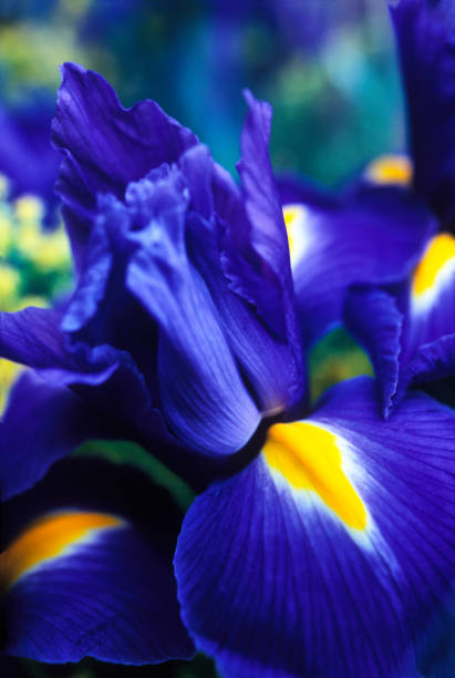 istock View of dutch iris purple sensation flower 1396975517