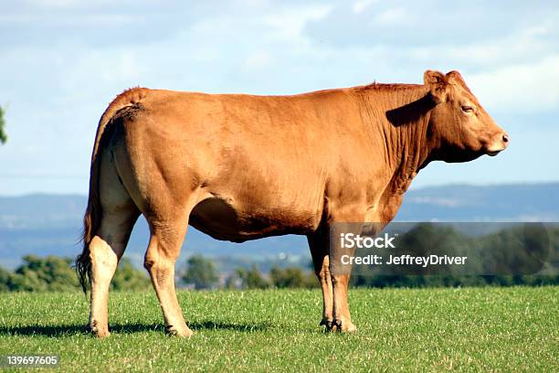 Brown Kuh Stockfoto und mehr Bilder von Hausrind - Hausrind, Kuh, Braun