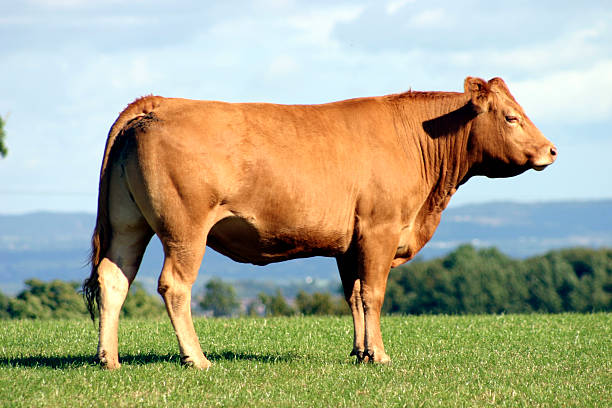 istock Robust brown cow on a green pasture in a clear day 139697605