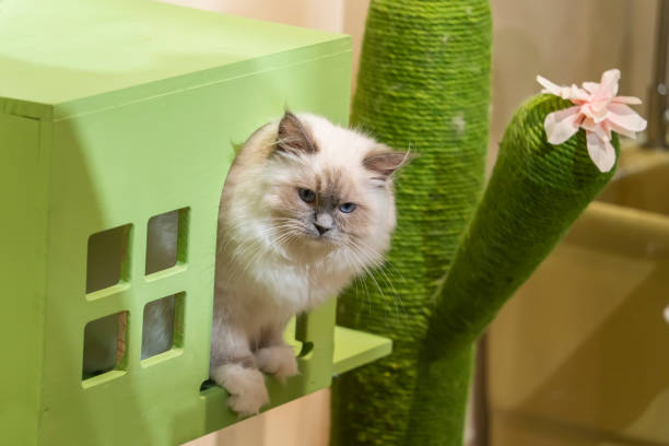 istock Cat wrapped up in cozy box 1396976666