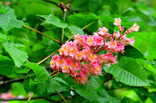 Aesculus x carnea, commonly called red horse-chestnut or ruby red-horse chestnut, is a hybrid of A. pavia (red buckeye) and A. hippocastanum (horse-chestnut). It is a deciduous mid-size tree, which blooms attractive red flowers in early May.