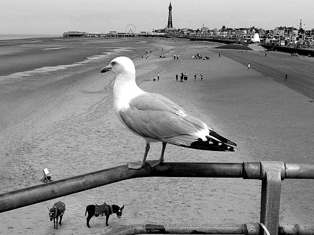 Blackpool Gull stock photo