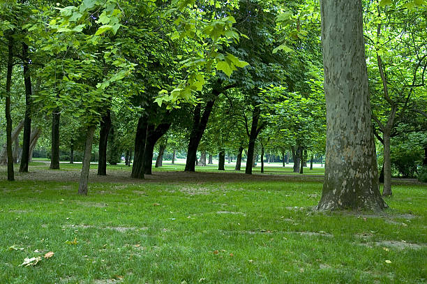 trees in park 1 stock photo