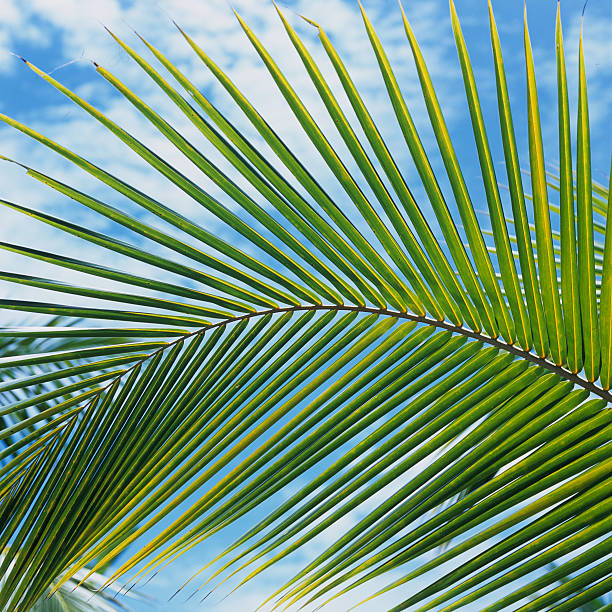 Palm tree and sky stock photo