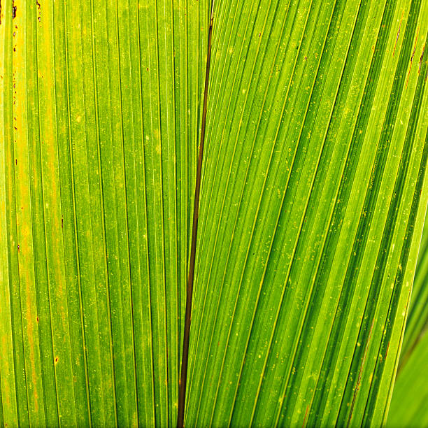 Palm tree leaf stock photo