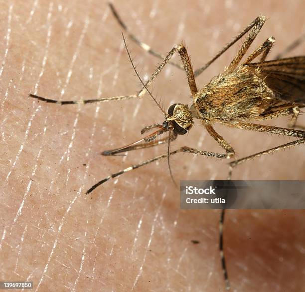 Mosquito - Fotografias de stock e mais imagens de Agressão - Agressão, Alimentar, Antena - Parte do corpo animal