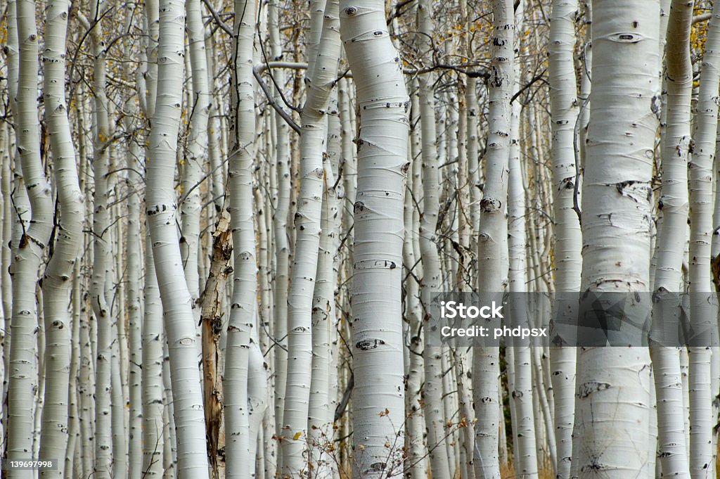 Very dense mature aspen forest Aspen forest, tree truncks Aspen Tree Stock Photo