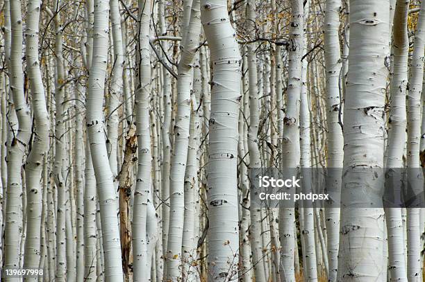 Very Dense Mature Aspen Forest Stock Photo - Download Image Now - Aspen Tree, Branch - Plant Part, Extreme Terrain