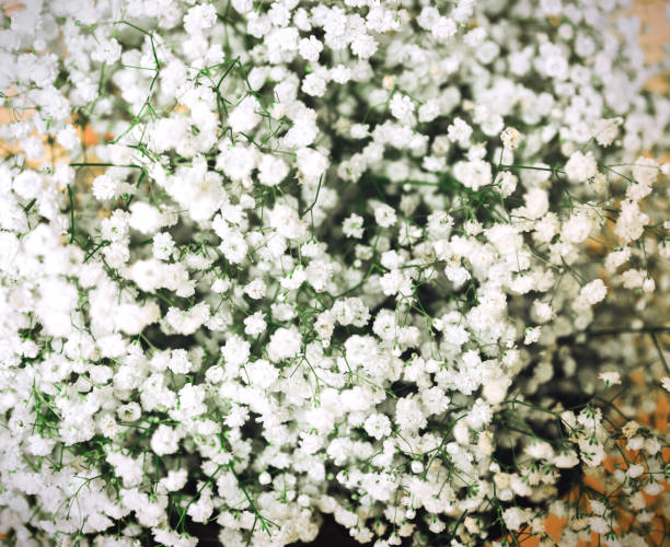 istock White gypsophila flowers. 1396980706