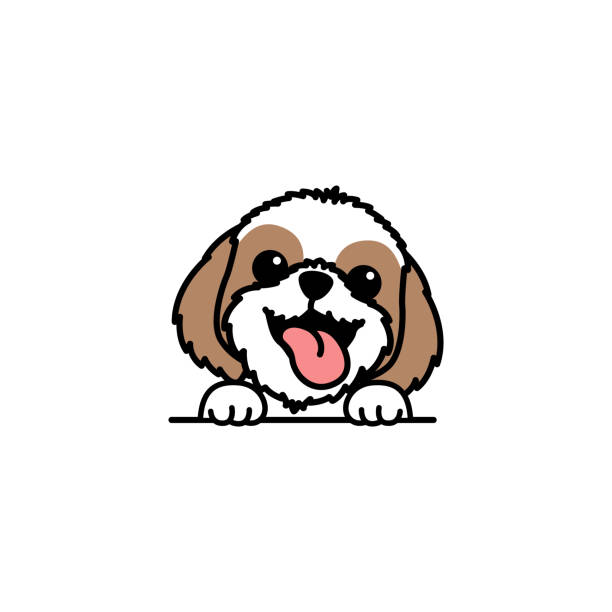 illustrations, cliparts, dessins animés et icônes de drôle de dessin animé de chien shih tzu, illustration vectorielle - chien de salon