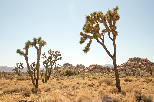 Joshua trees in the deserted landscape of the national park