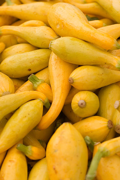 Crook-Neck Squash stock photo