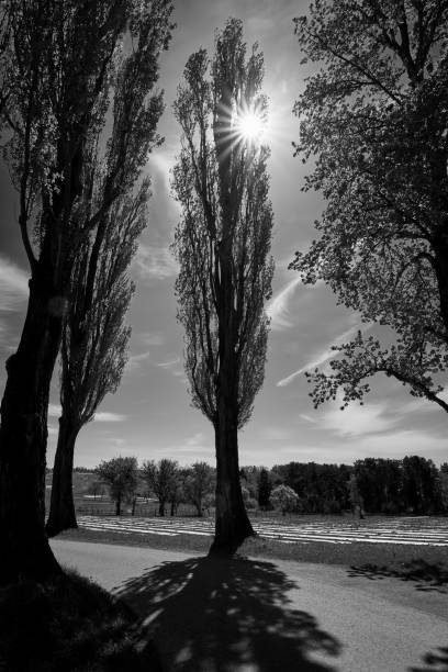 Sun shines behind poplar trees at Pappelallee in Karlsruhe Hohenwettersbach, Germany