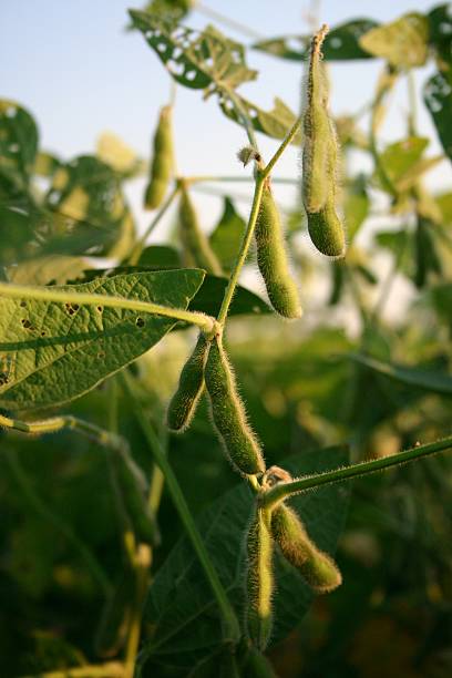 istock Soy beans in late summer 139698285