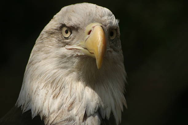 Watchful Eagle stock photo