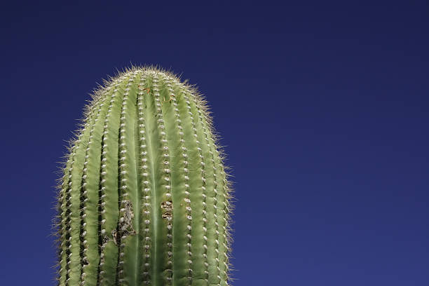 Saguaro Cactus and Blue Sky stock photo
