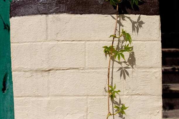 sullo sfondo del muro di mattoni della casa c'è una vite - ivy brick wall vine foto e immagini stock