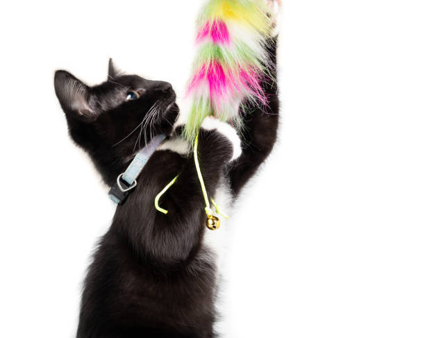 istock Tuxedo kitten playing with feather toy while standing upright. 1396983743
