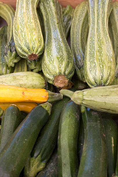 Zuchini stock photo