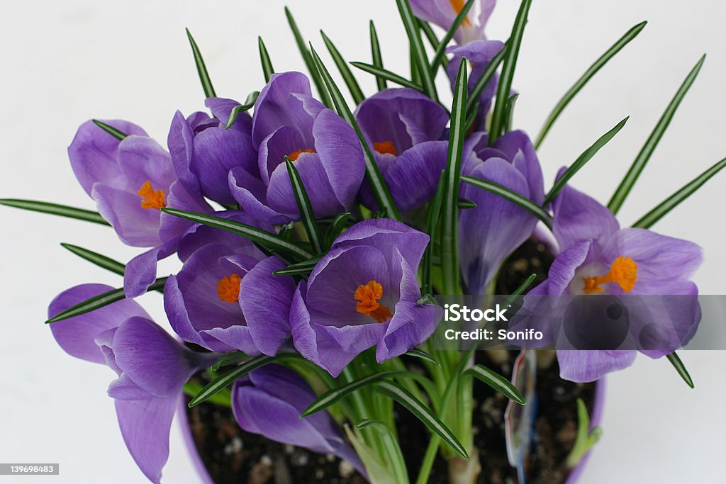 Crocus de fleurs - Photo de Blanc libre de droits