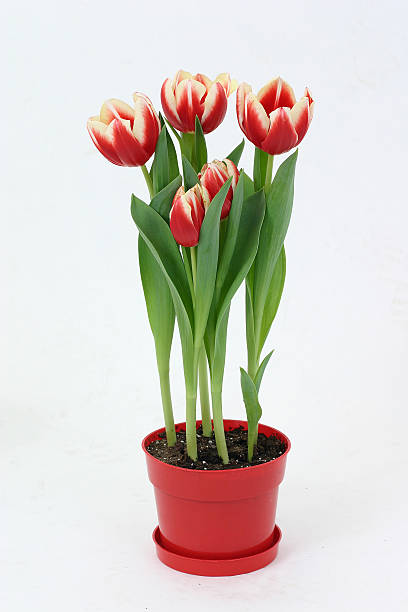istock Red and Yellow Tulips 139698490
