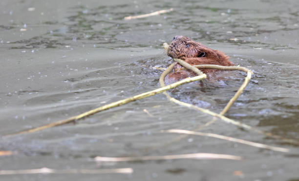istock Eurasian beaver castor dragging wood 1396985303