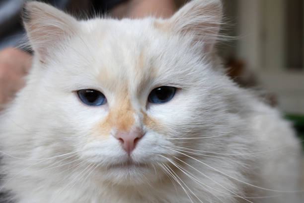 istock White fluffy angora cat with blue eyes 1396985515