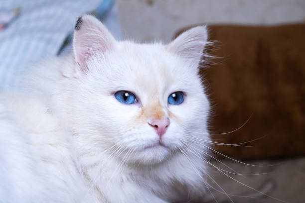 istock White fluffy angora cat close up portrait 1396985591