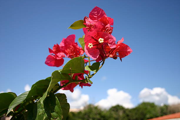 Bougainvillea and Blue Sky stock photo