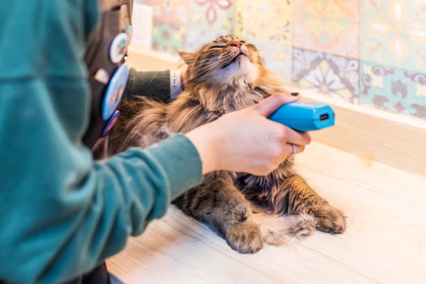 A groomer trims fur of a longhair brown tabby cat A groomer trims fur of a longhair brown tabby cat longhair cat stock pictures, royalty-free photos & images